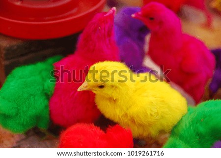 colorful chicks inside the cage