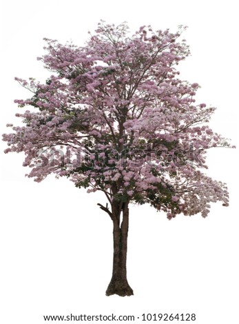 A tree with pink flowers on white background, with clipping path.