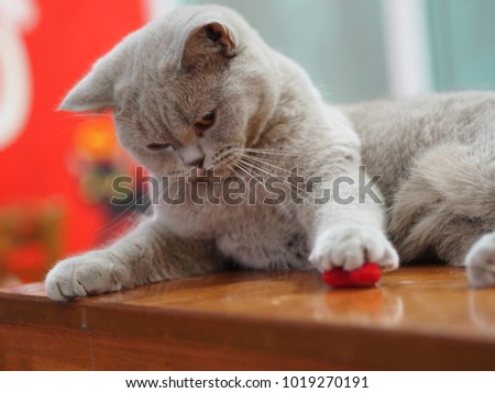 Gray cat playing on table.