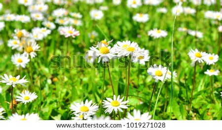 Field of blossoming daisies, close up