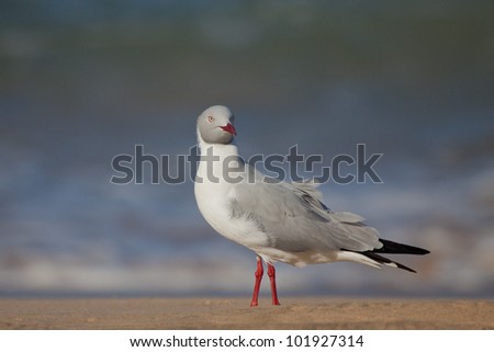 Low angle image  Grey-headed gull stands on a sandy beach with its red legs while looking at the camera with a smooth out of focus sea as background in Sodwana Bay, South Africa with ruffled feathers. Royalty-Free Stock Photo #101927314