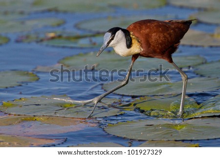 An African Jacana runs on the water lilies on a dam (pond) with water droplets splashing all around, while its long toes as stretched out for traction. Royalty-Free Stock Photo #101927329