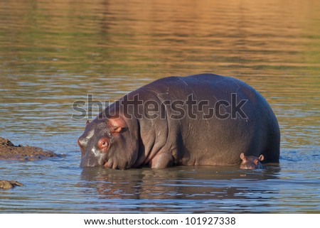 A newly born hippo calf (baby) and his hmother emerges from a dam (lake) in the Pilanesberg National Park, South Africa. The calf's head are almost emerged under the water while he stares at the lens. Royalty-Free Stock Photo #101927338