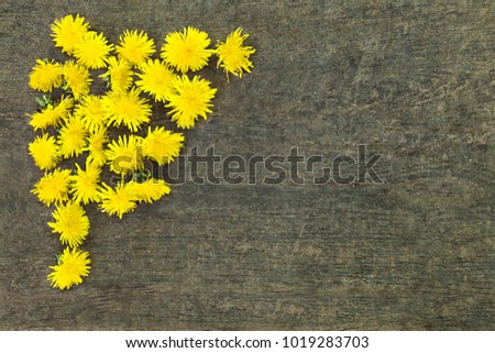 Dandlion blooming heads arranged to triangle with copy space. Closeup shot. Blowball heads on timber board formed to the triangle shape. Blowballs on timber table with place for text. Overhead shot.