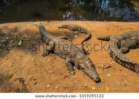Crocodiles Resting at Crocodile Farm 