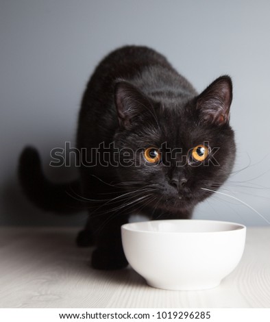 Black British shorthair cat eats from a white bowl, a portrait on a gray background