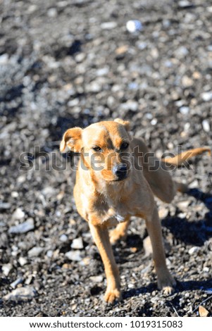 hunting dog light brown