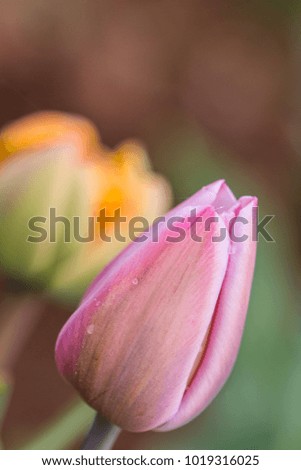 Various species of Tulips, Cornaredo, Milan, Lombardy, Italy