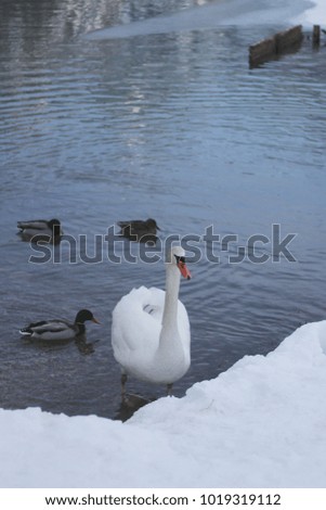Swan and Ducks with wood on Dobbiaco Lake