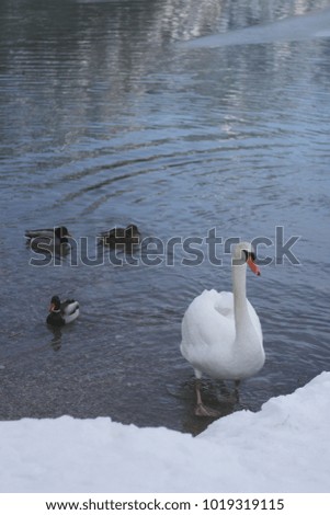 Vertical Picture of Swan and Ducks on Dobbiaco Lake