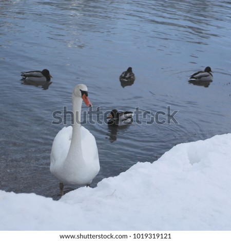 Square Picture of Swan and Ducks on Dobbiaco Lake