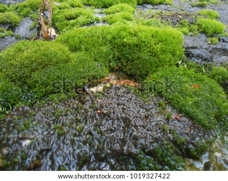 Beautiful moss and lichen covered stone. Bright green moss background. Saturated green abstract pattern. Shallow focus. Filled full frame picture. Moss with autumn wilted brown leaves. Side view.