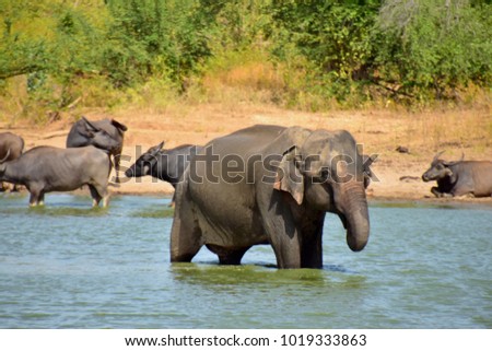 Giant elephant drinking water