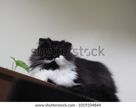 black and white cat on the table.