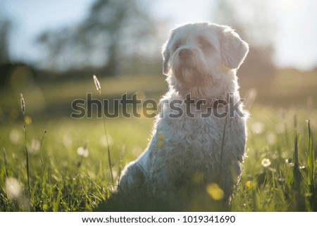 Dog portrait, happy future
