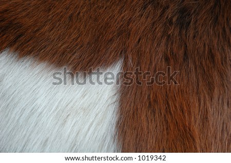 Detail of a two-coloured horse