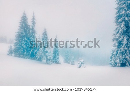 Beautiful morning scene in the mountain forest. Misty winter landscape in the snowy wood, Happy New Year celebration concept. Artistic style post processed photo. Orton Effect.