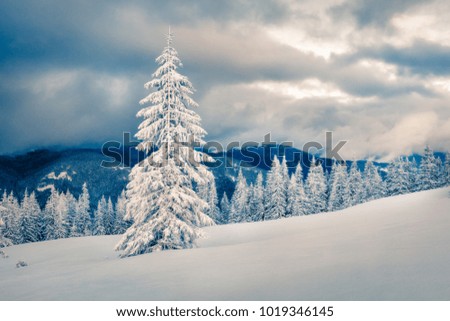 Dramatic winter evening in Carpathian mountains with snow covered fir trees. Frosty outdoor scene, Happy New Year celebration concept. Artistic style post processed photo.