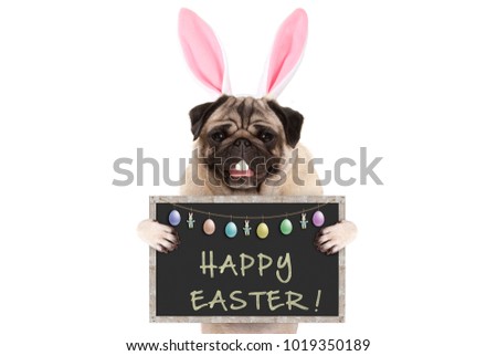 Easter bunny pug puppy dog with ears, eggs and blackboard with text happy easter, isolated on white background