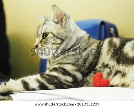 Cute cat and red heart , feelling in love.