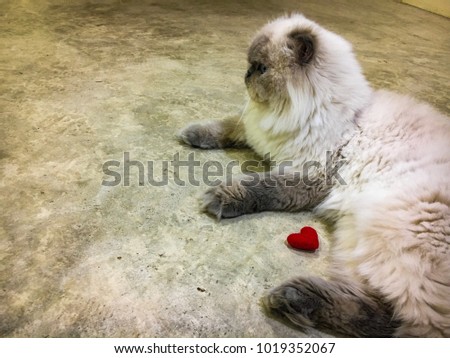 Red heart and cute cat .