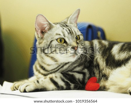 Cute cat and red heart , feelling in love.
