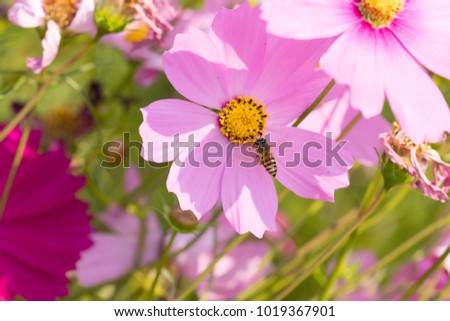 Bee collects pollen from pink flowers cosmos in the garden