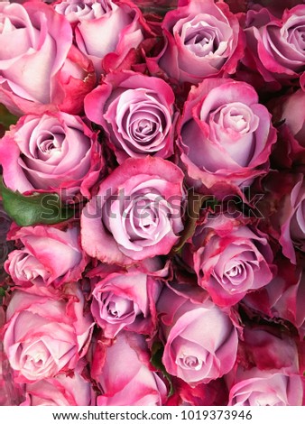 Pink roses as a bouquet as a background