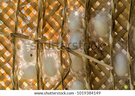 Silkworm cocoons in weave bamboo threshing basket