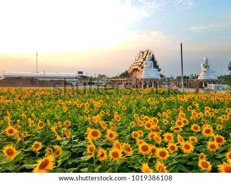 Sunflowers field in front of the temple with two big Buddha at sunset. Watsiyakjaroenporn, Nakhon Pathom province, Thailand Royalty-Free Stock Photo #1019386108