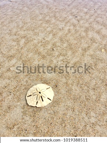 Digital Photography Background Of Sand Dollar Surf City North Carolina
