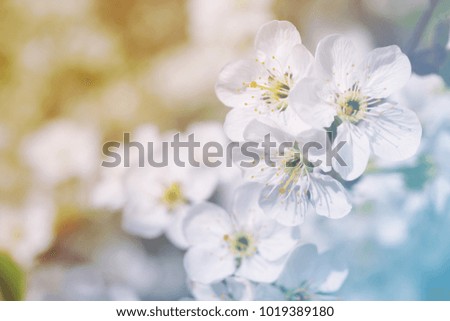 Flower spring background. Spring blossoming garden, soft focus, toned