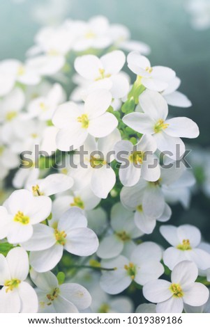 Flower spring background. Spring blossoming garden, soft focus, toned