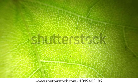 photo of green leaf with close up