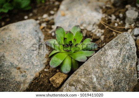 green succulent flower in rock-garden