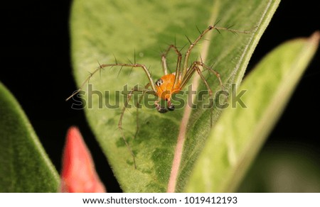 Spider jumping out for food