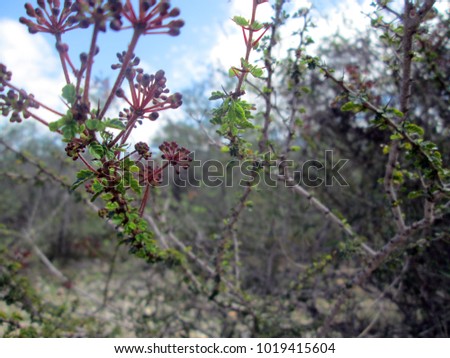 Green tropical plant with red flowers