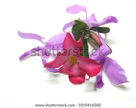 Pink Adenium flowers and purple orchid petals on a white background.