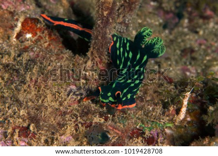 Nudibranch Nembrotha kubaryana in the Celebes sea, Sipadan Island, Malaysia