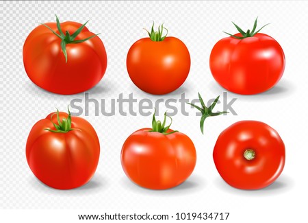 Tomato set. Red tomato collection. Photo-realistic vector tomatoes on transparent background. Royalty-Free Stock Photo #1019434717