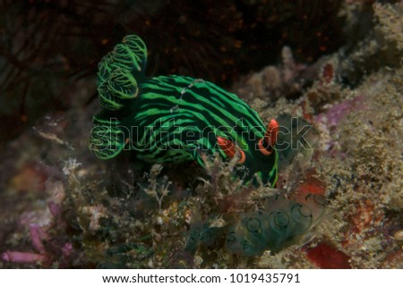 Nudibranch Nembrotha kubaryana in the Celebes sea, Sipadan Island, Malaysia