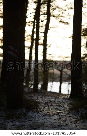 Picture of snow trail, pond and trees in woods