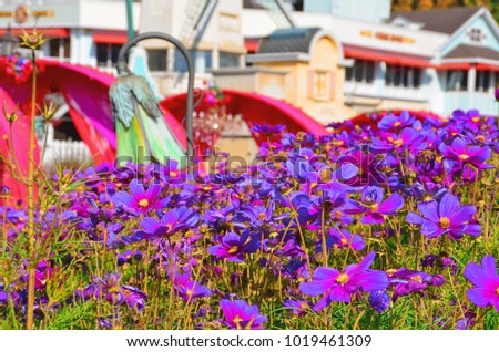 Beautiful white, purple, pink and blue flowers at the garden and also close up flowers with a few bees. Perfect flowers with beautiful scenery.