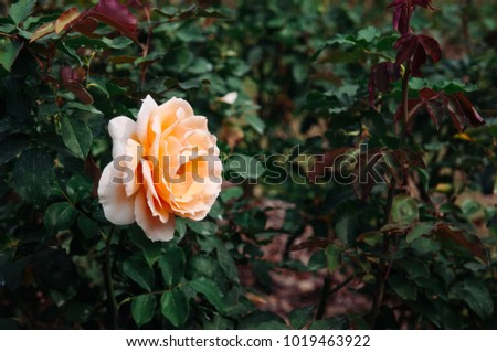 Single yellow red rose with green leaves bush background, vintage film style image