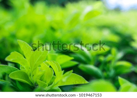 close up green leaf natural in nature, growing of foliage fresh plant spring time,  bright color picture for wallpaper or background environment with copy space