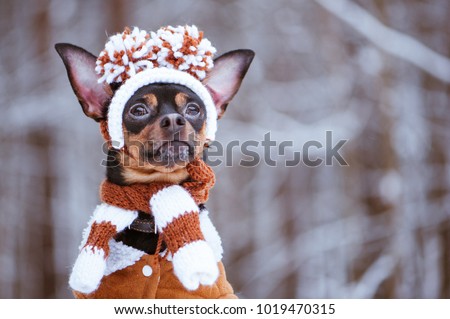Funny puppy, a dog in a winter hat with pumples in a snowy forest. A dog in clothes .. Space for text Royalty-Free Stock Photo #1019470315