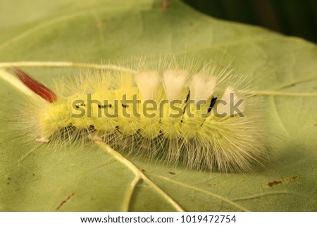Pale tussock, Caterpillar