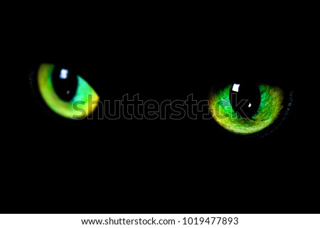 The eyes of cat on black background