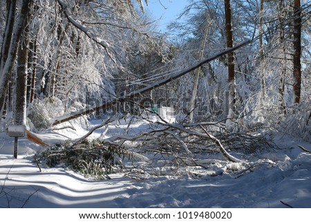 Large tree and storm damage because of a winter storm  Royalty-Free Stock Photo #1019480020