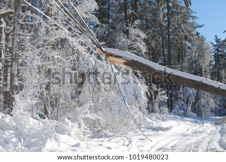 Huge tree causing damage on the power lines Royalty-Free Stock Photo #1019480023